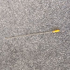 Yellow rock necklace